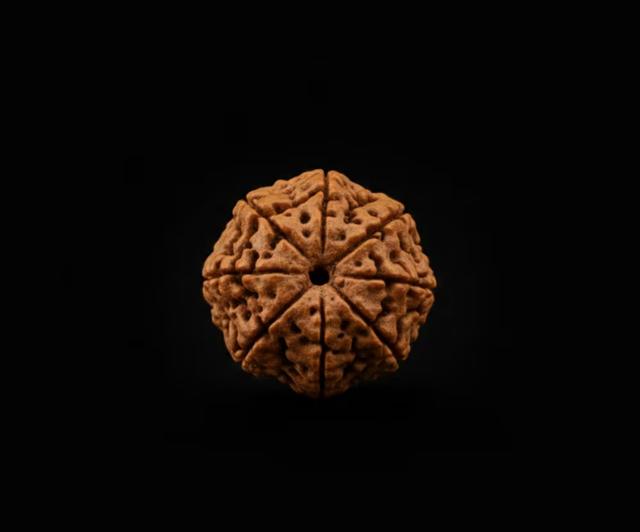 Rudraksha beads